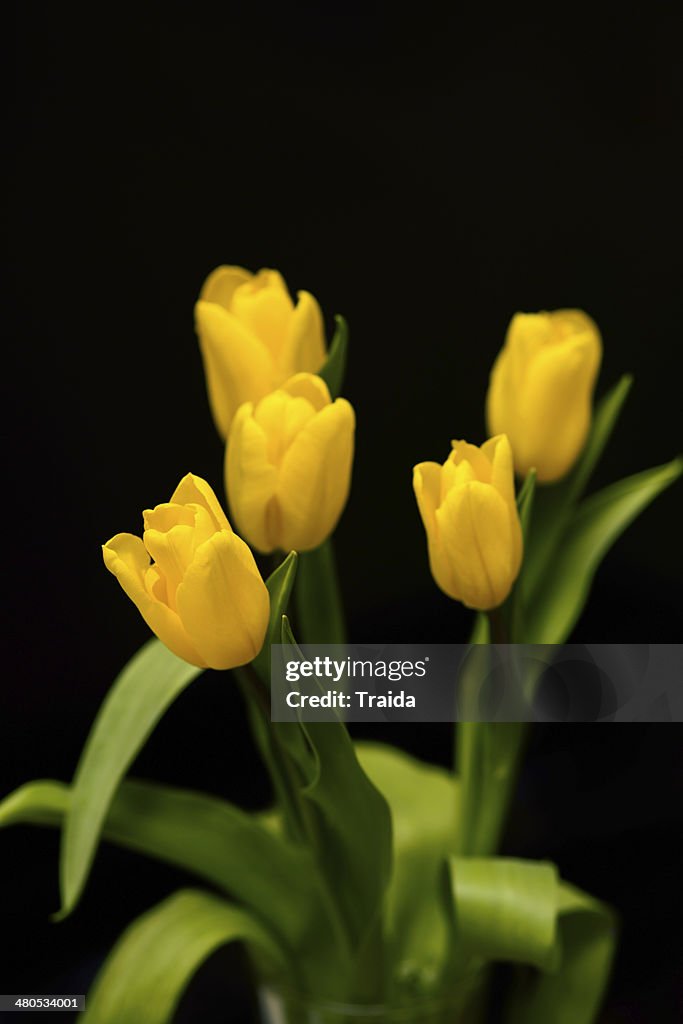 Tulips