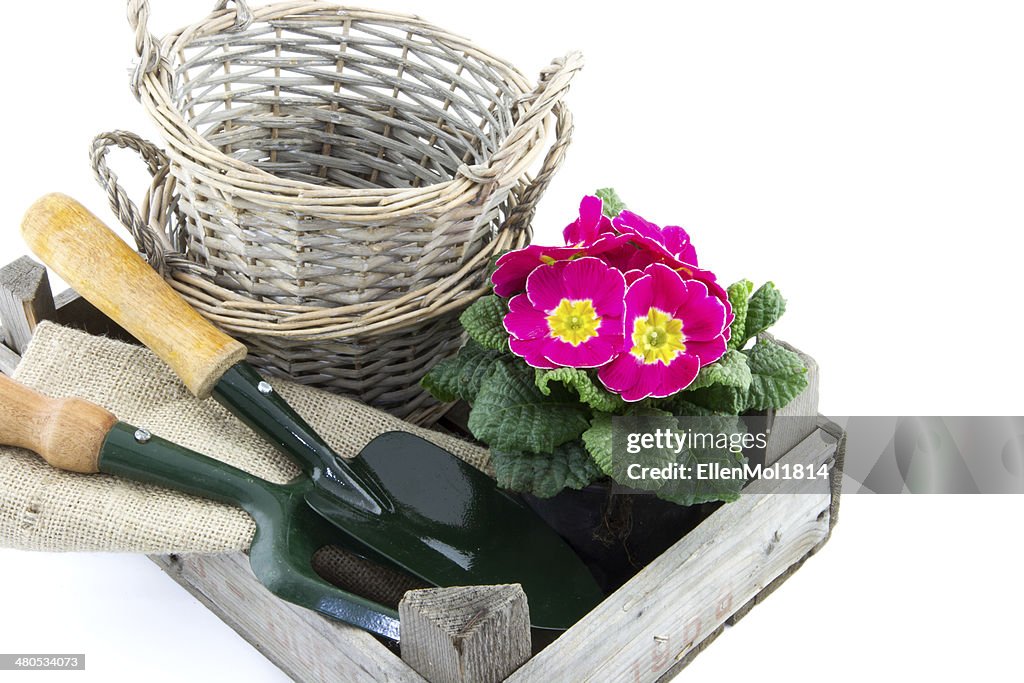 Crate with baskets, primrose and garden utensils