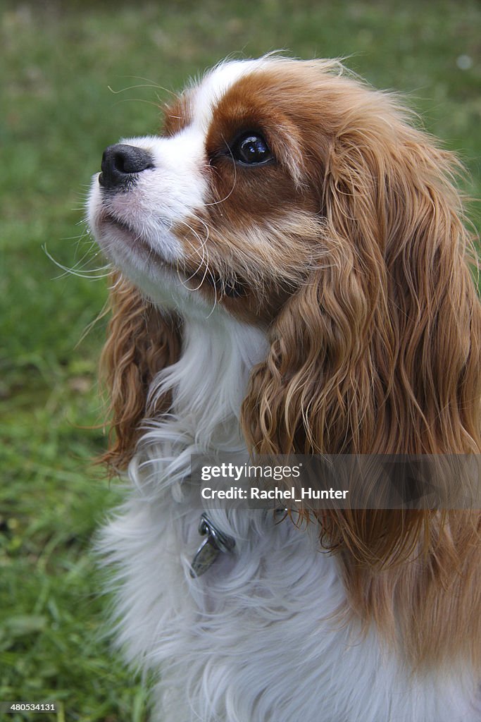 Cavalier King Charles Spaniel in the Garden