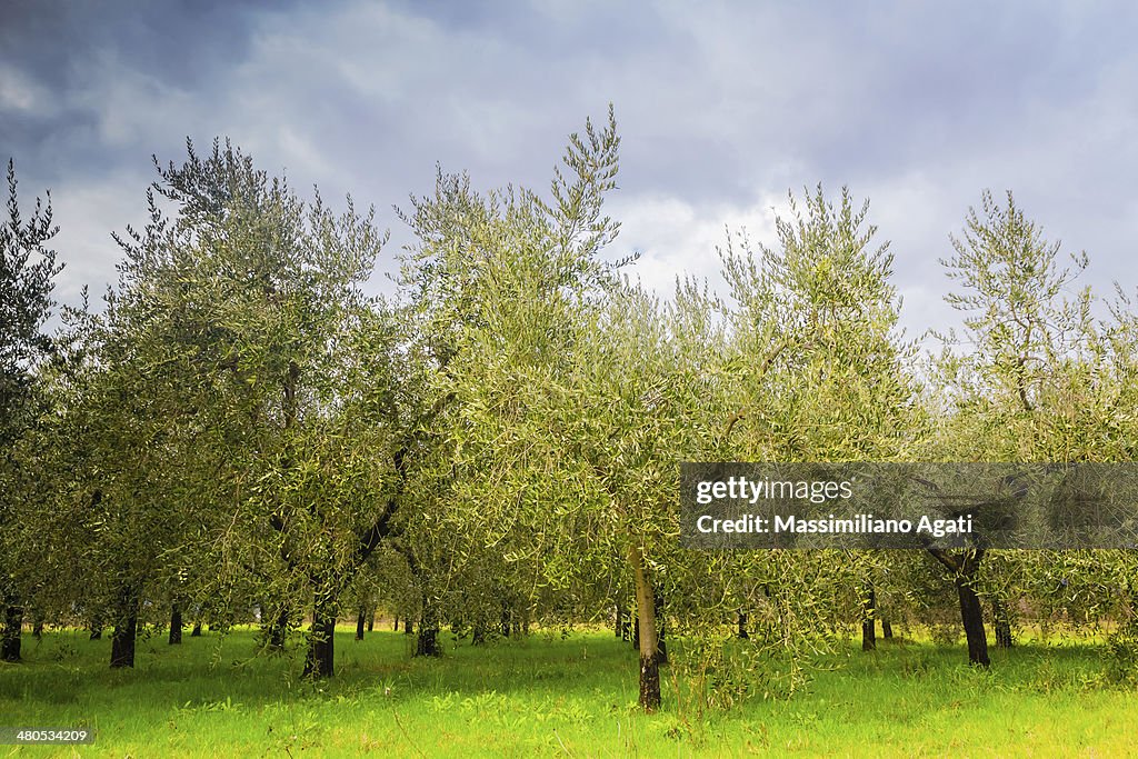 Olive trees in Tuscany