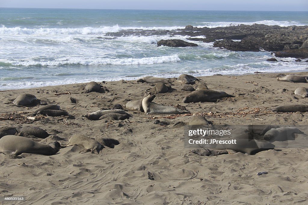 Seeelefanten kämpfen auf California Beach