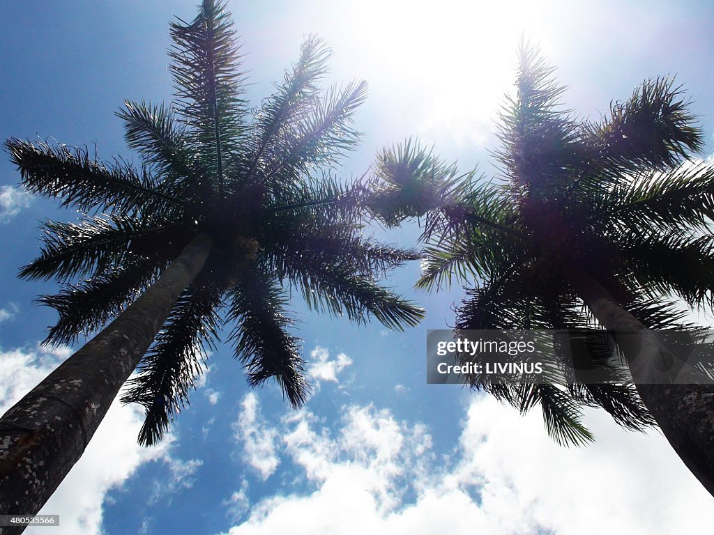 Mit Blick auf große Palmen vor blauem Himmel
