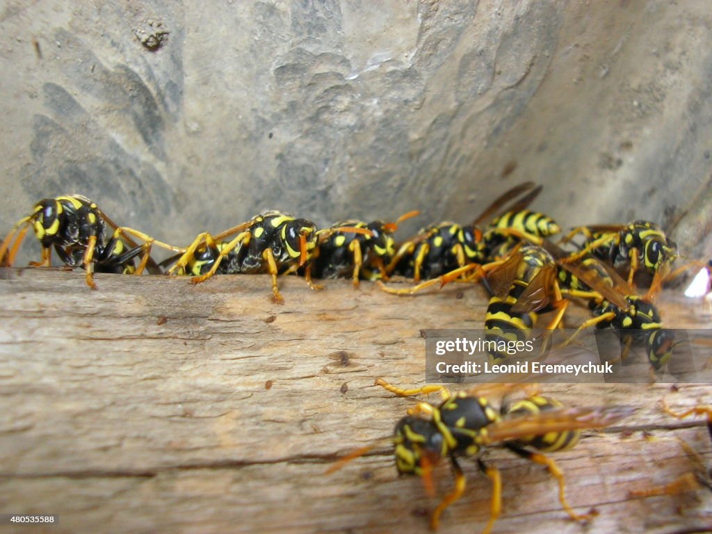 The wasps