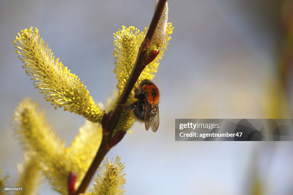 Bumblebee on Willow