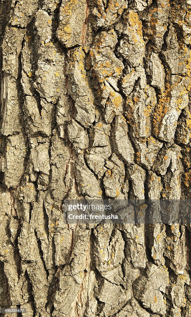 Bark of oak
