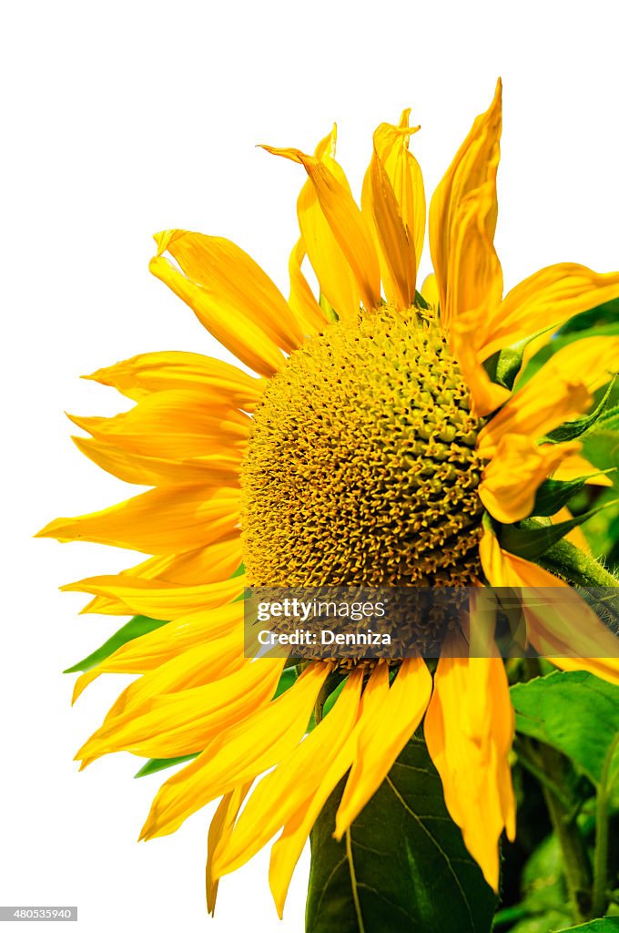 Sunflower on a white background, yellow sunflower. Подсолнечника на белом фоне