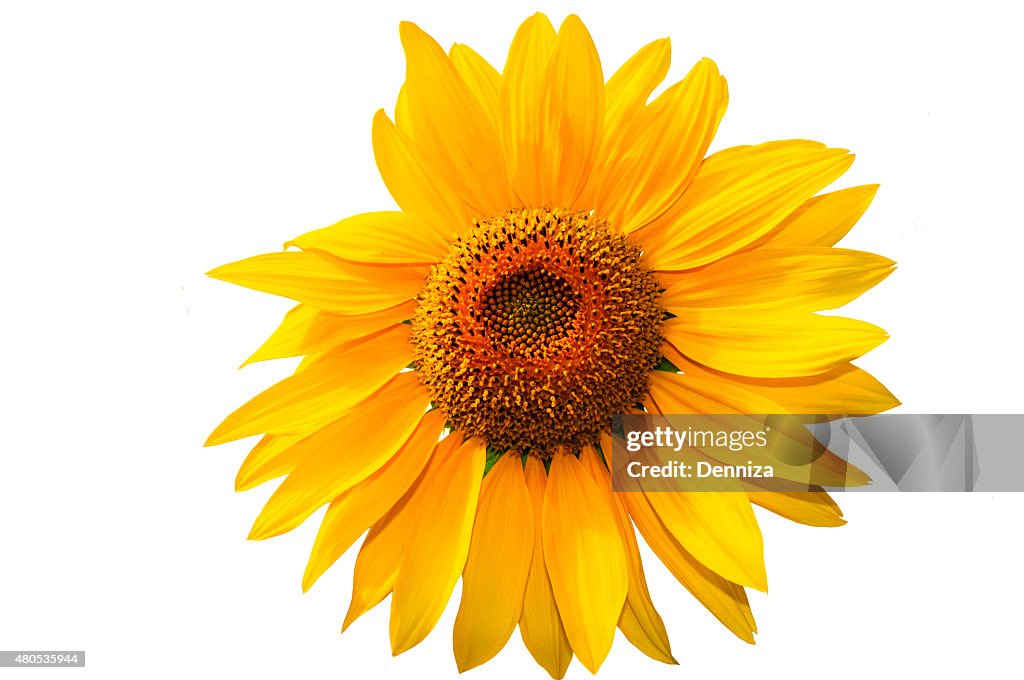 Yellow sunflower. Sunflower on a white background
