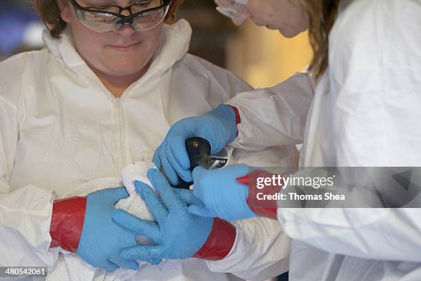 From left to right, Lisa Pittman and Danene Birtell with Wildlife Response clean and take vital signs of a Lesser Scaup duck on March 25, 2014 in...