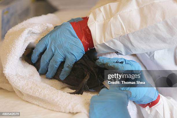 Danene Birtell and Lisa Pittman with Wildlife Response clean and take vital signs of a Lesser Scaup duck on March 25, 2014 in Baytown, Texas. Eight...