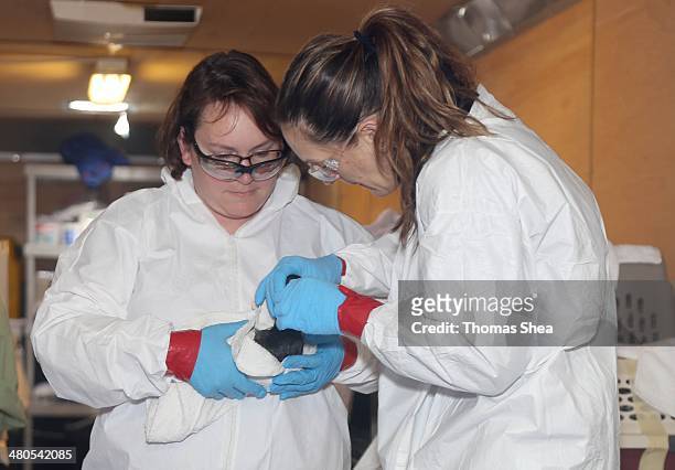 From left to right, Lisa Pittman and Danene Birtell with Wildlife Response clean and take vital signs of a Lesser Scaup duck on March 25, 2014 in...