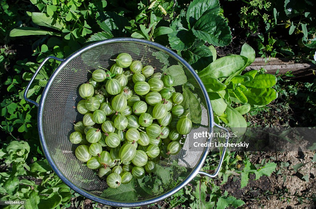 Green gooseberries in a metal bowl