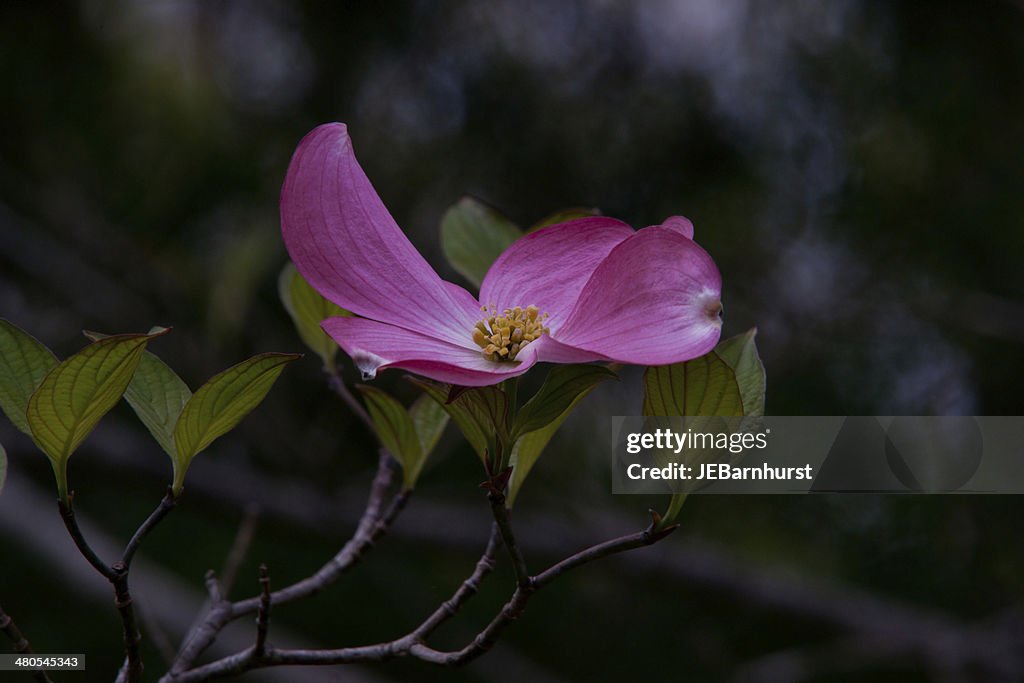 Pink dogwood flower