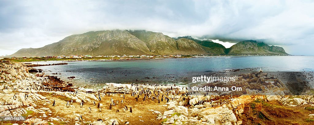 Panoramic landscape with penguins