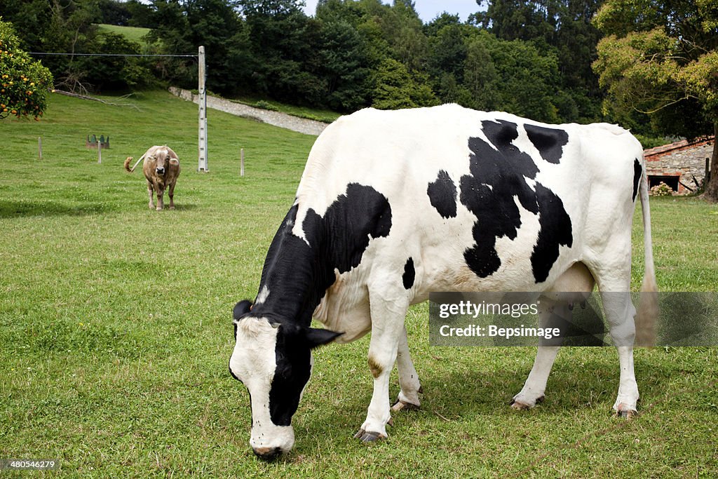 Spotted cow grazing