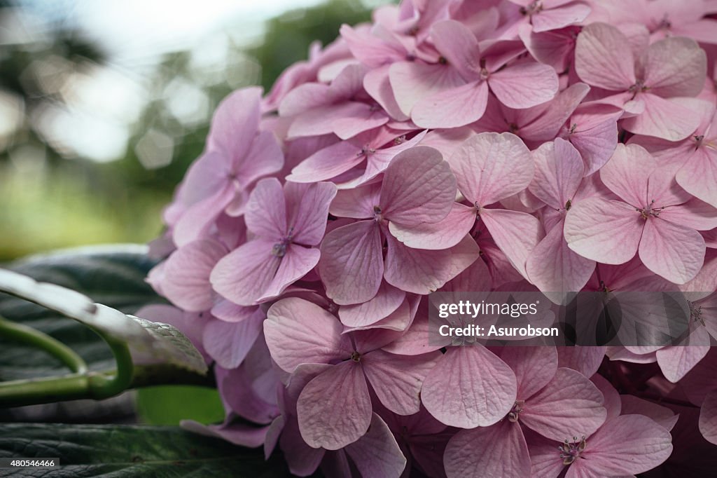 Hydrangea