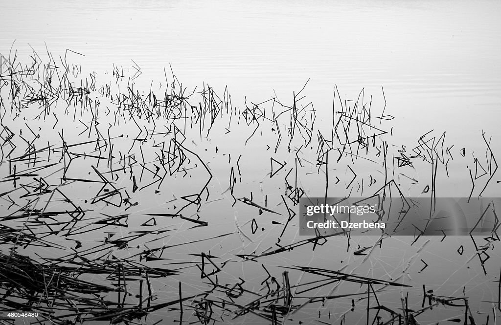 Reeds on a water