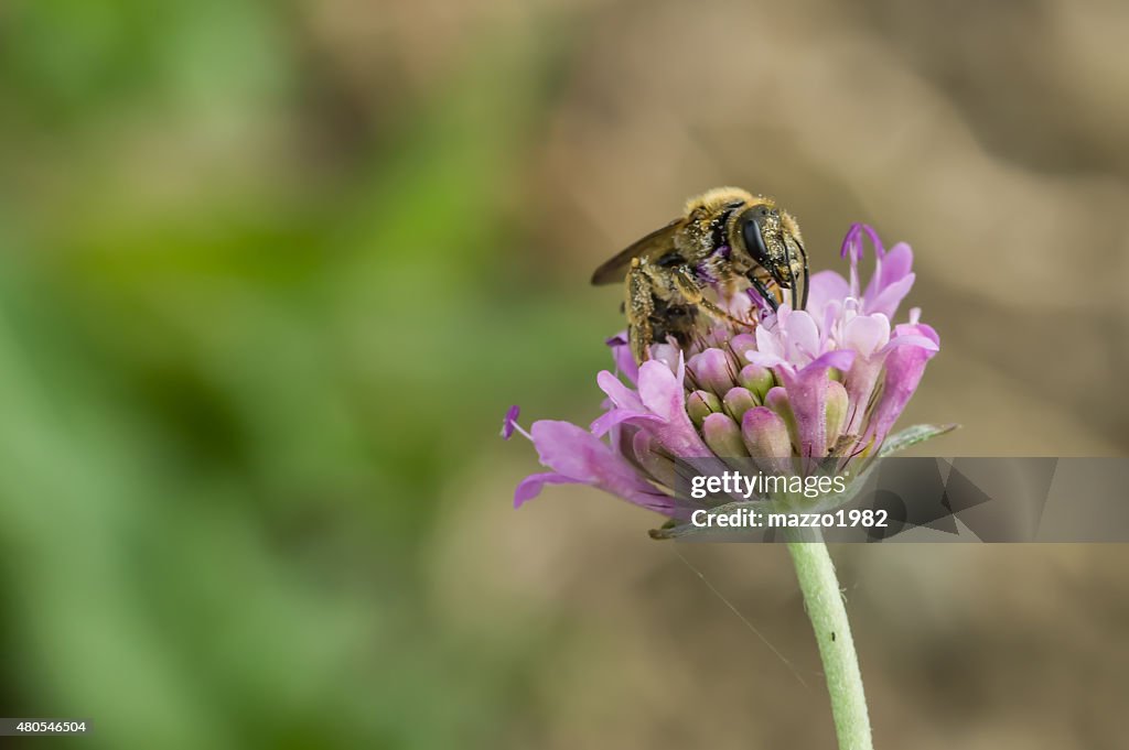 Bee on flower