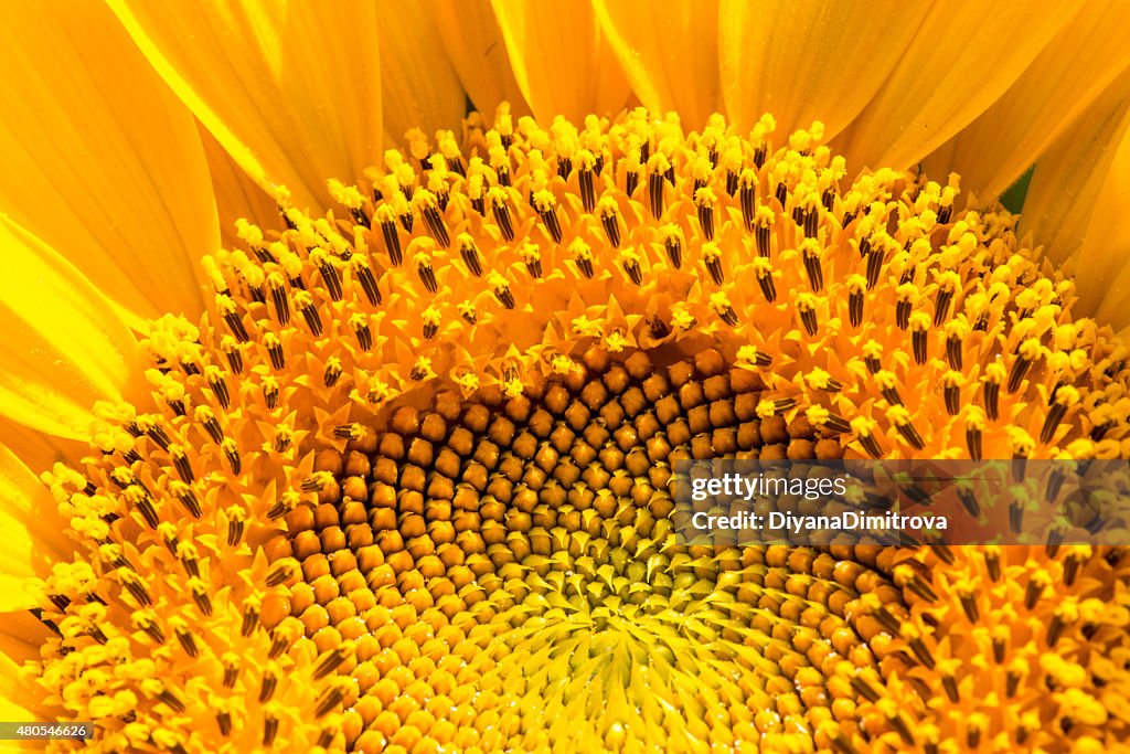 Sunflower close-up