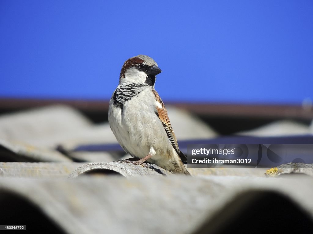 Sparrow on the roof