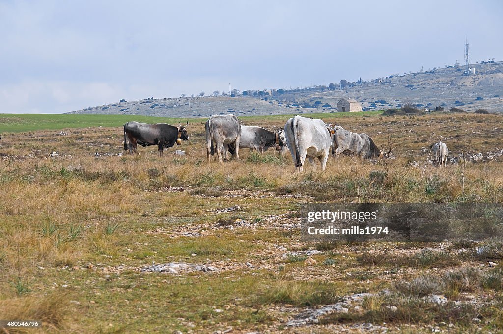 Cows grazing.