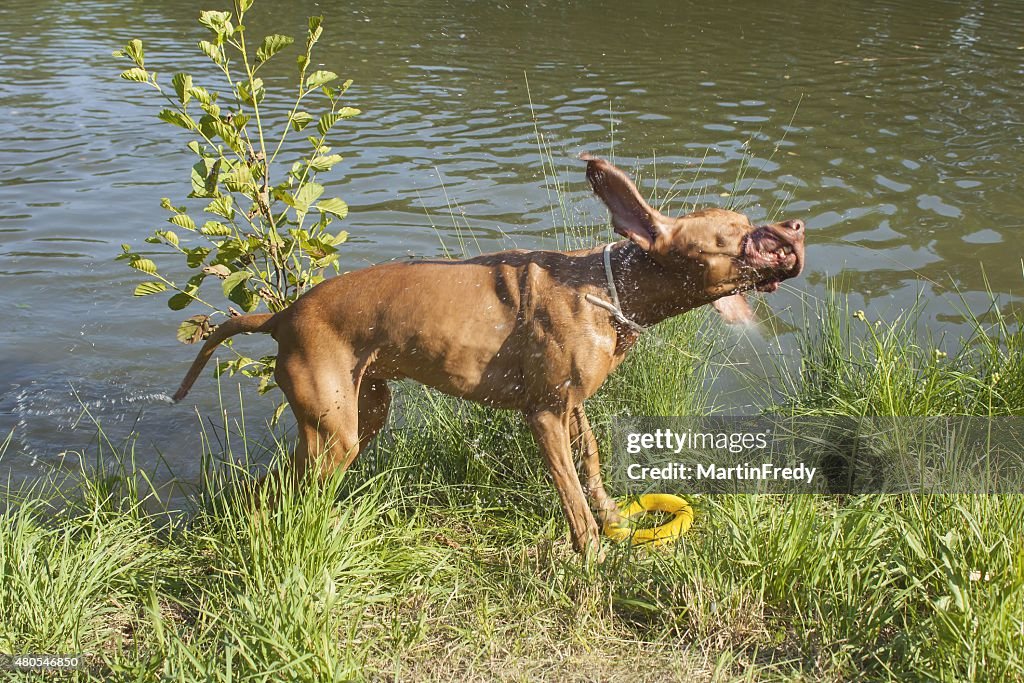 Wet Hund "Viszla" schütteln Wasser an.
