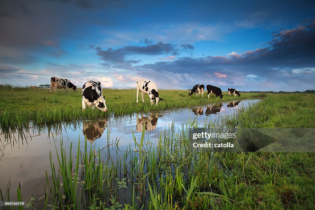 Cows grazing on pasture by river