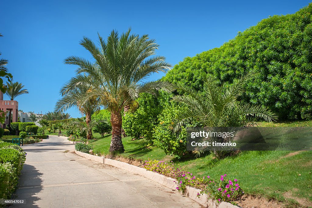 Beautiful alley and palm trees in the park in Egypt