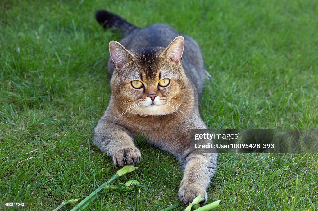 The British breed of cats (color Golden chinchilla)