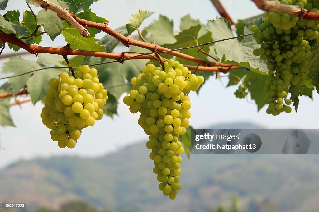 Grapes