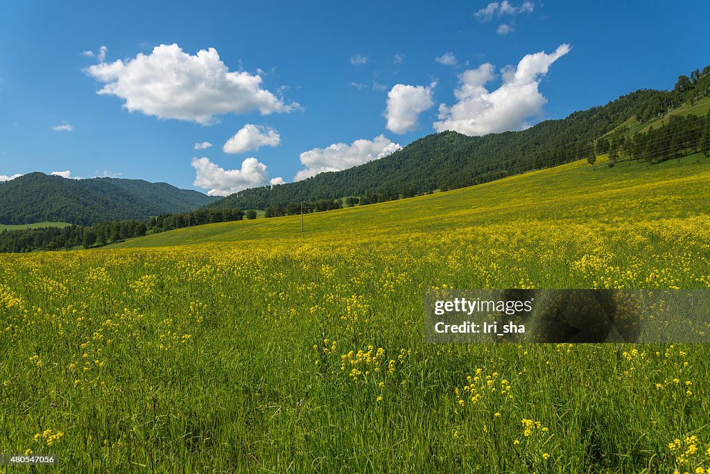 Wild flowers meadow mountains