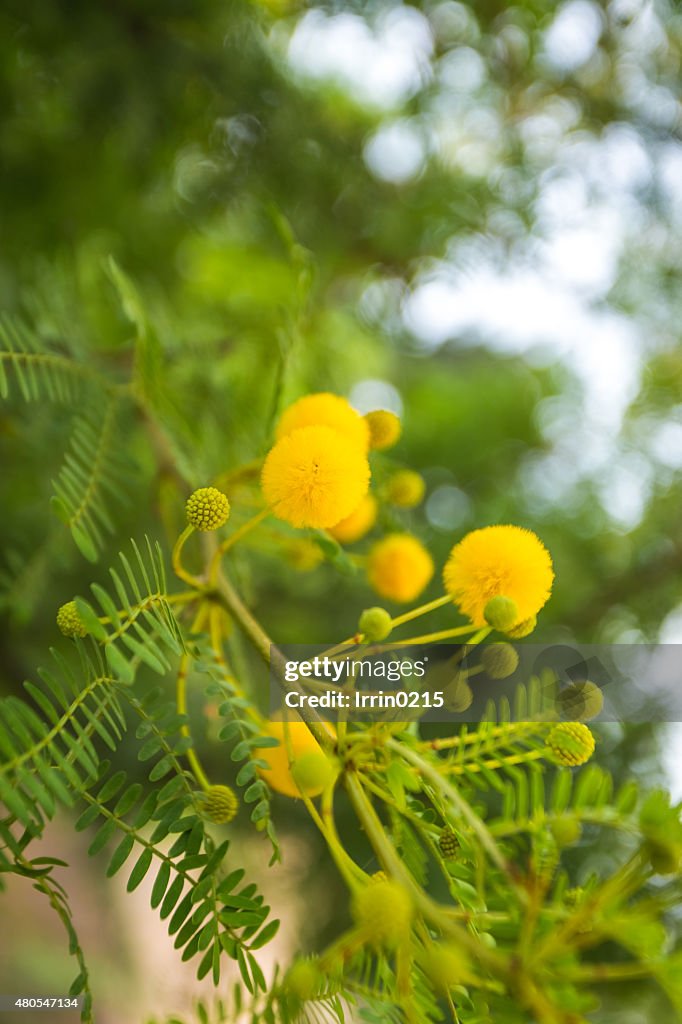 Yellow mimosa flowers