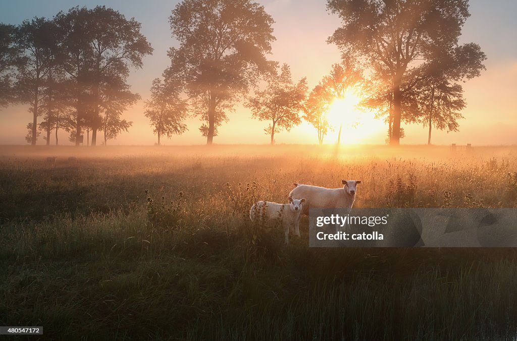 Sheep on misty pasture at sunrise