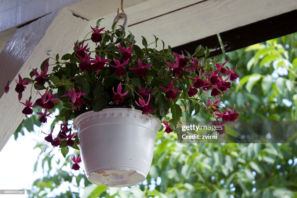 Blumen auf dem Balkon