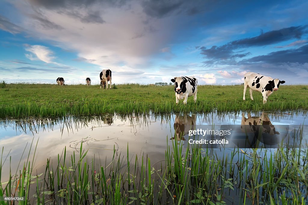 Cows on pasture by river