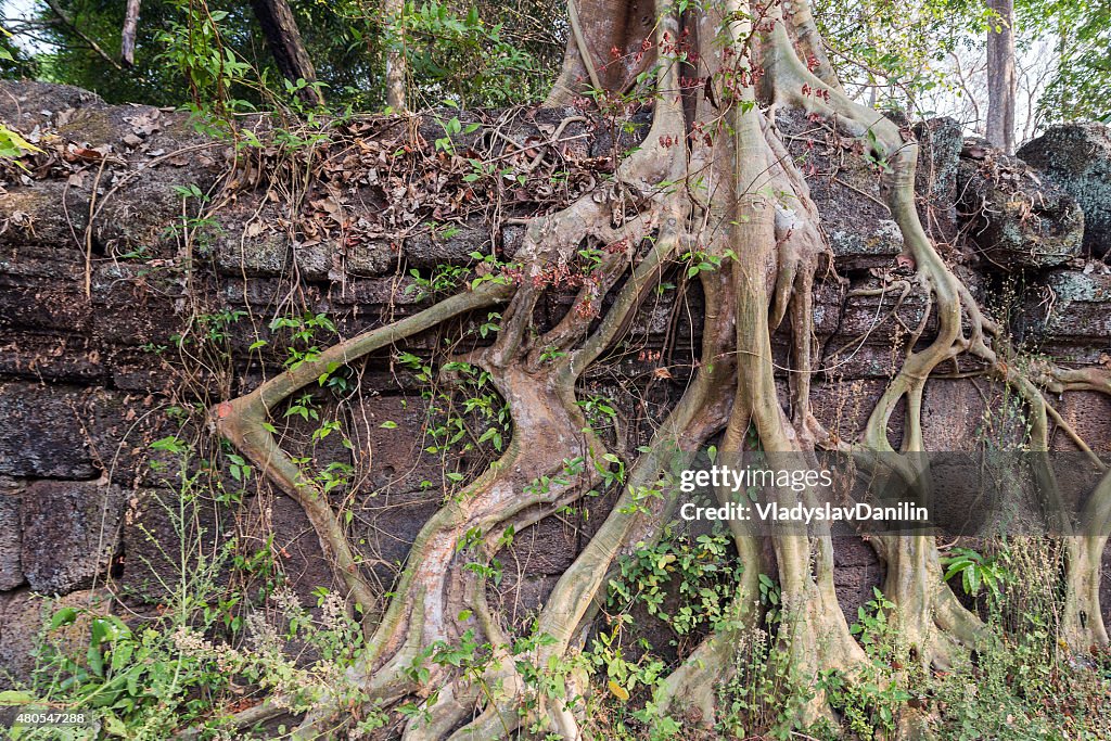 Ancient Temple of Bang Melea, Cambodia