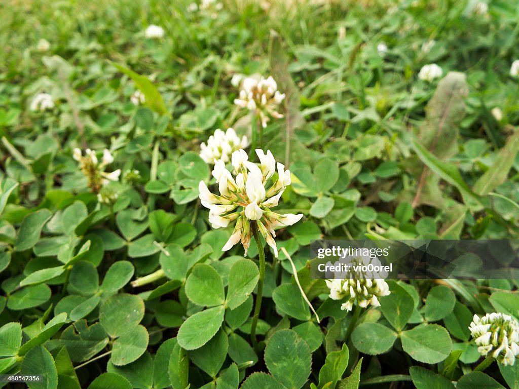 Floral Background