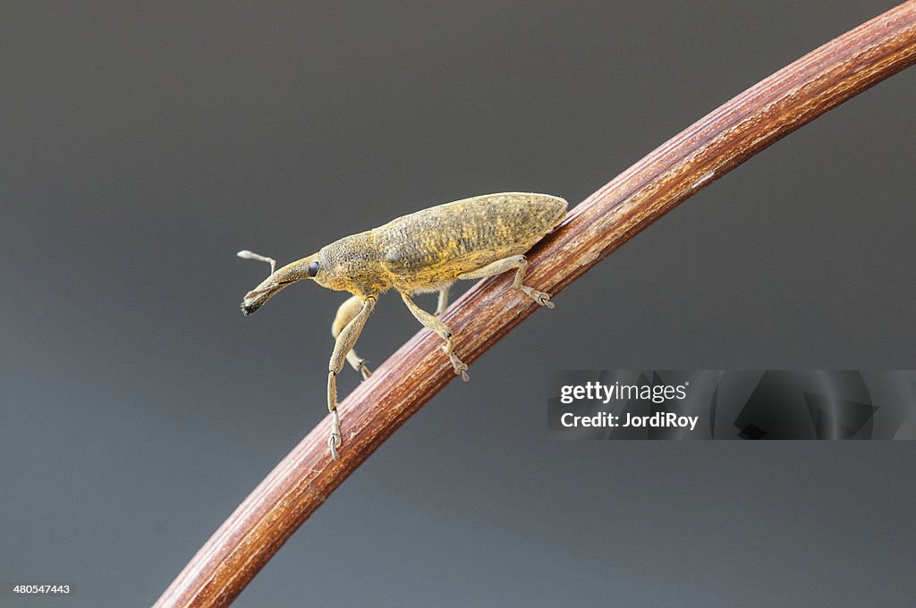 Rüsselkäfer (Lixus angustatus) auf einem Ast