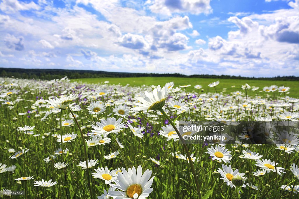 Sommer ländliche Landschaft mit blühenden Wiese