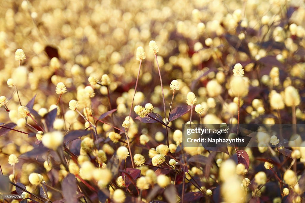 Golden brown dot flowers