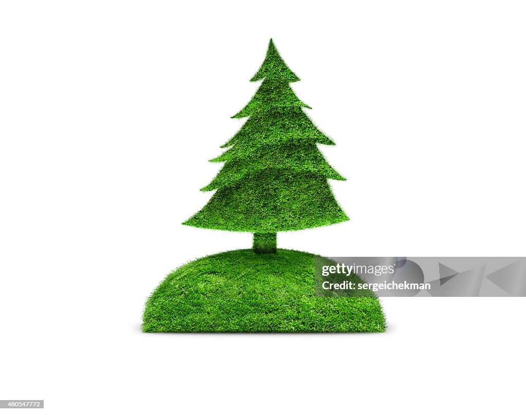Green isolated fir tree