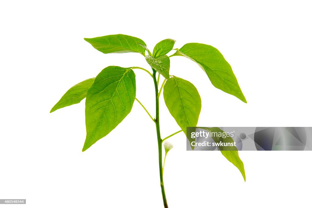 Pepper plant isolated .