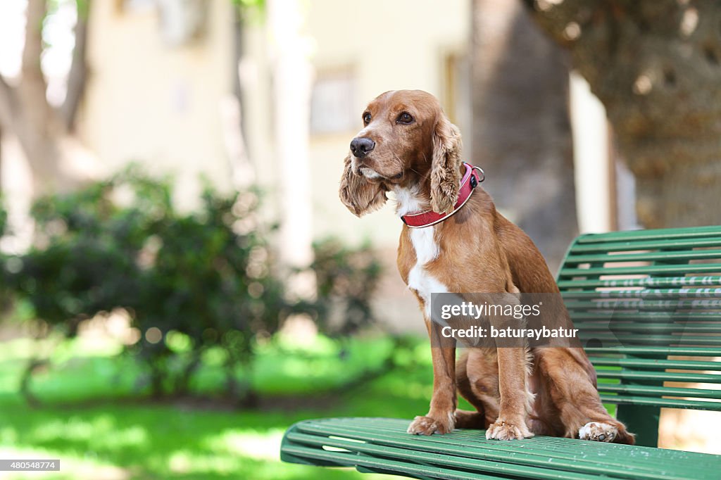 Golden Cocker Spaniel - Stock Image