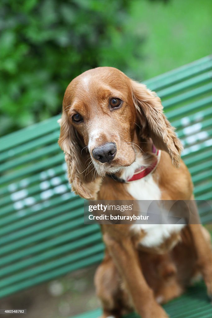 Golden Cocker Spaniel - Stock Image