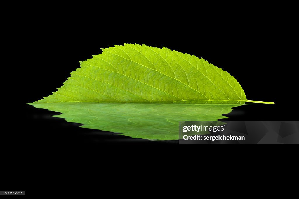 Leaf reflecting in water