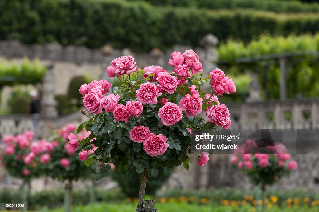 Bush of beautiful pink roses
