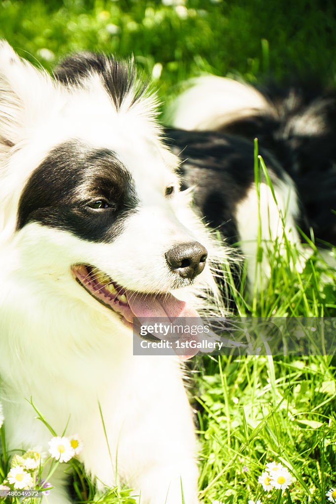 Black and white dog