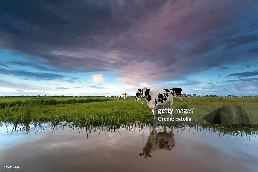 Cow on pasture by river