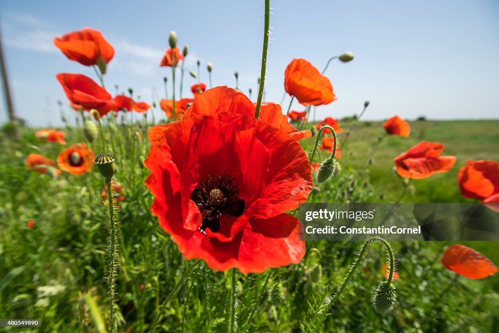 Poppy en el sol