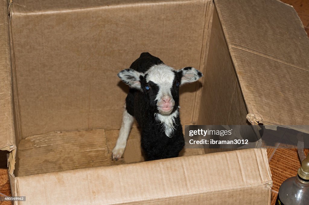 Lamb in a box