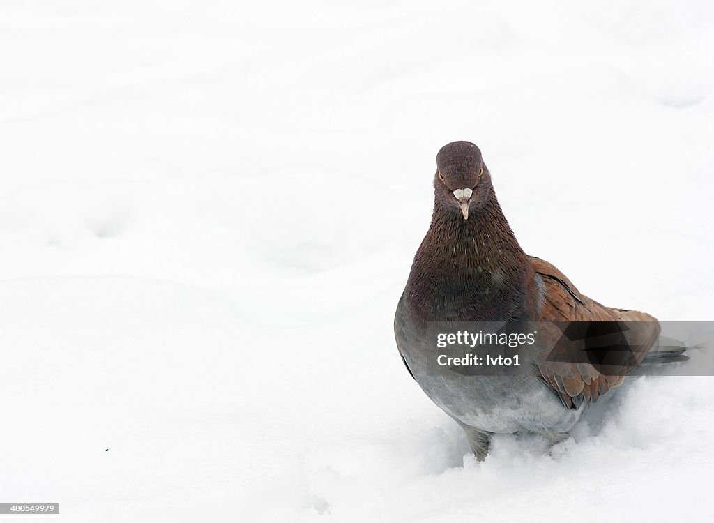 Pigeon in snow